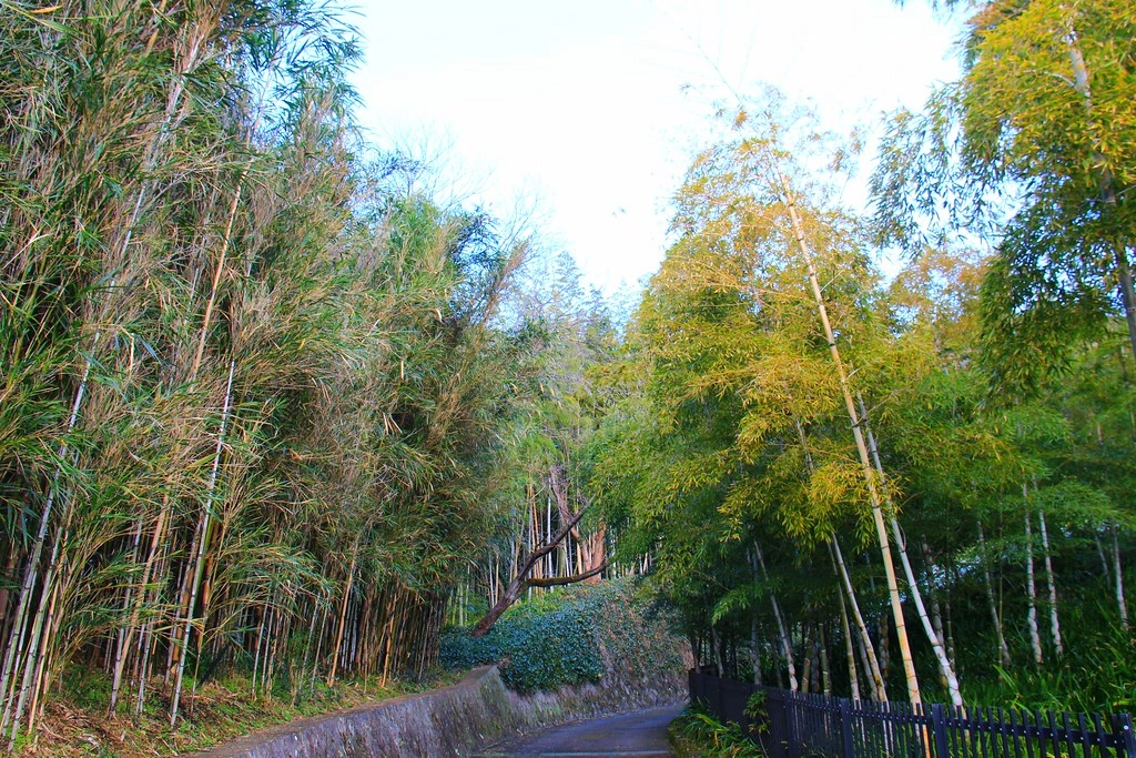 日本京都|竹之徑.竹林公園|日本500條最美的步道,不用到嵐山人擠人,幽靜又療癒的京都旅遊景點 @飛天璇的口袋