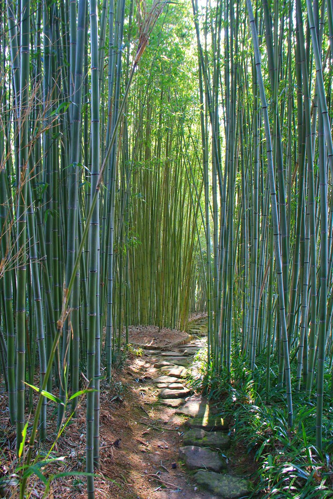 日本京都|竹之徑.竹林公園|日本500條最美的步道,不用到嵐山人擠人,幽靜又療癒的京都旅遊景點 @飛天璇的口袋