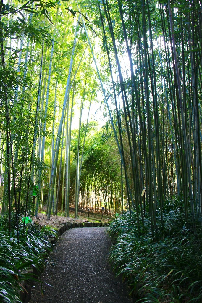 日本京都|竹之徑.竹林公園|日本500條最美的步道,不用到嵐山人擠人,幽靜又療癒的京都旅遊景點 @飛天璇的口袋