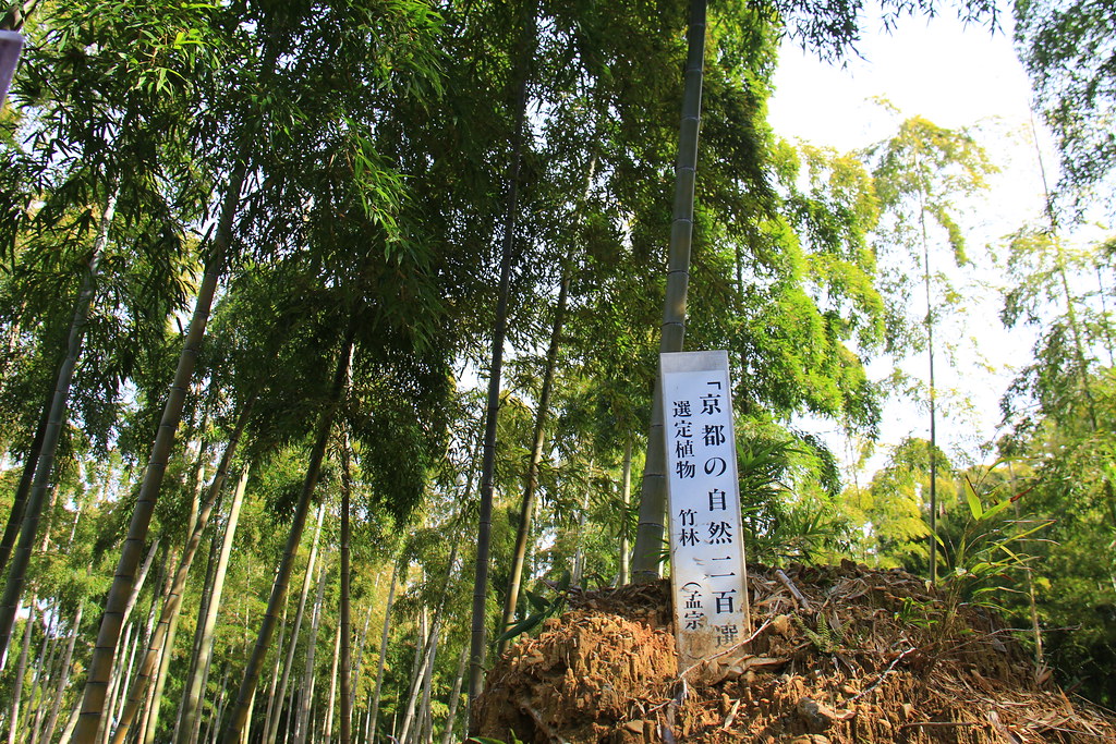 日本京都|竹之徑.竹林公園|日本500條最美的步道,不用到嵐山人擠人,幽靜又療癒的京都旅遊景點 @飛天璇的口袋