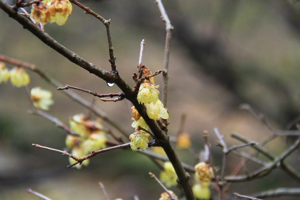 日本京都|竹之徑.竹林公園|日本500條最美的步道,不用到嵐山人擠人,幽靜又療癒的京都旅遊景點 @飛天璇的口袋