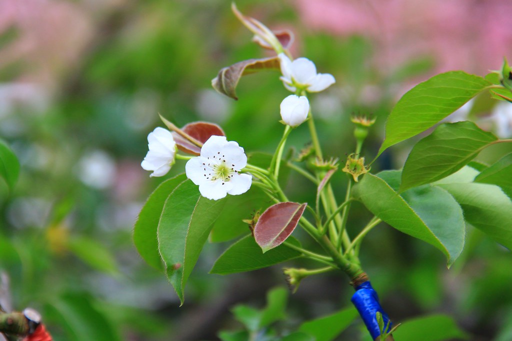 新社櫻花秘境|新社興社街的粉紅富士櫻盛開中! @飛天璇的口袋
