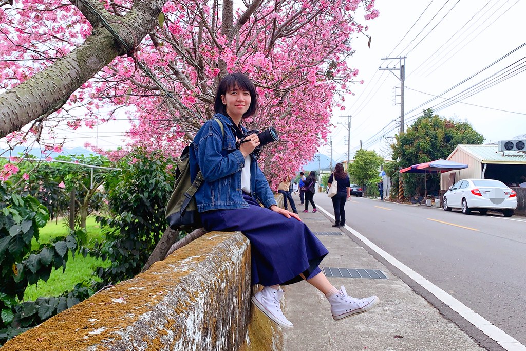 新社櫻花秘境|新社興社街的粉紅富士櫻盛開中! @飛天璇的口袋