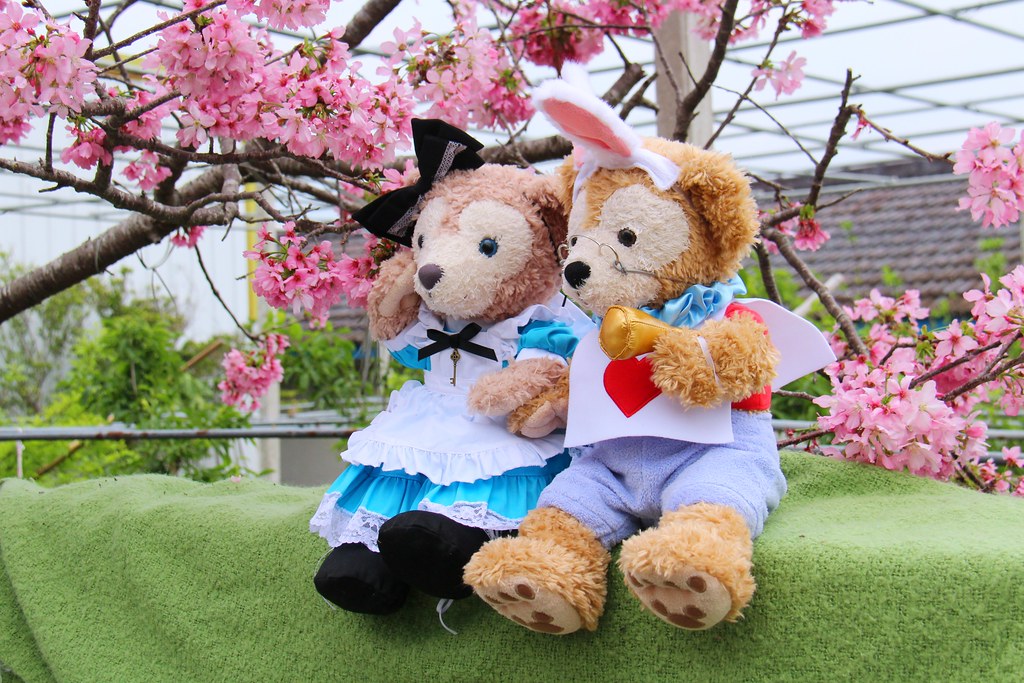 新社櫻花秘境|新社興社街的粉紅富士櫻盛開中! @飛天璇的口袋