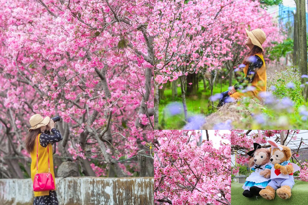 新社櫻花秘境|新社興社街的粉紅富士櫻盛開中! @飛天璇的口袋