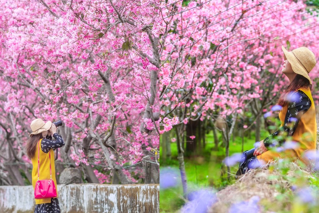 新社櫻花秘境|新社興社街的粉紅富士櫻盛開中! @飛天璇的口袋