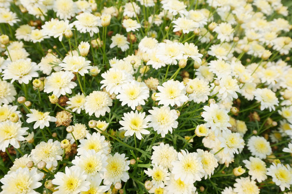 山水啡|擁有大片綠地和田園風情,漂亮落地窗建築,新社新開幕景觀餐廳 @飛天璇的口袋