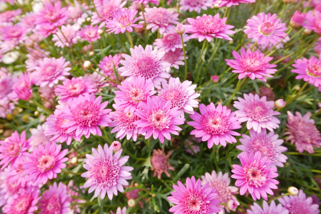 山水啡|擁有大片綠地和田園風情,漂亮落地窗建築,新社新開幕景觀餐廳 @飛天璇的口袋