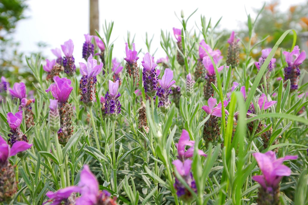 山水啡|擁有大片綠地和田園風情,漂亮落地窗建築,新社新開幕景觀餐廳 @飛天璇的口袋