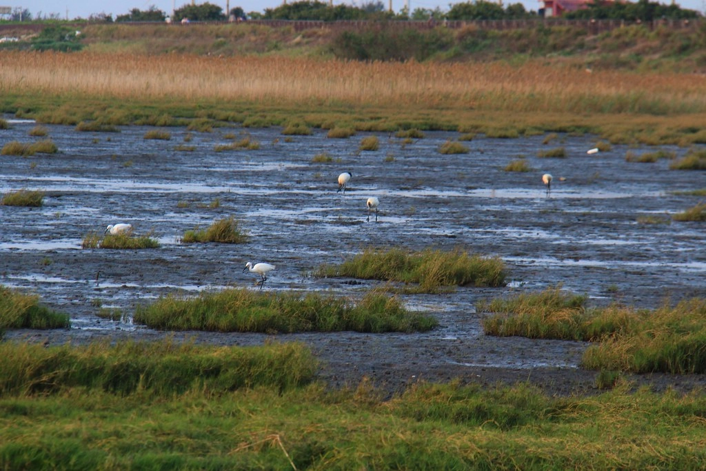 台中清水|高美溼地,日本人一生必遊一次的景點,全球六大絕美天空之鏡 @飛天璇的口袋