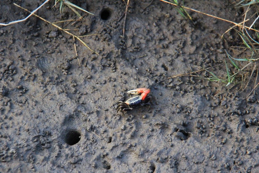 台中清水|高美溼地,日本人一生必遊一次的景點,全球六大絕美天空之鏡 @飛天璇的口袋