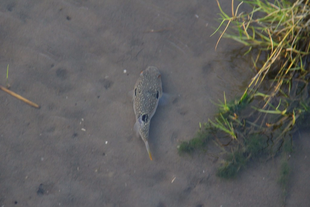 台中清水|高美溼地,日本人一生必遊一次的景點,全球六大絕美天空之鏡 @飛天璇的口袋