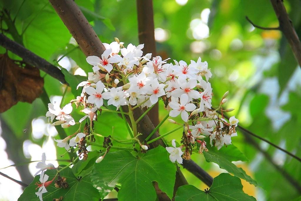 嘉義2天1夜輕旅行:穿著Hannfort鞋去旅行,春暖花開賞花踏青好時節 @飛天璇的口袋