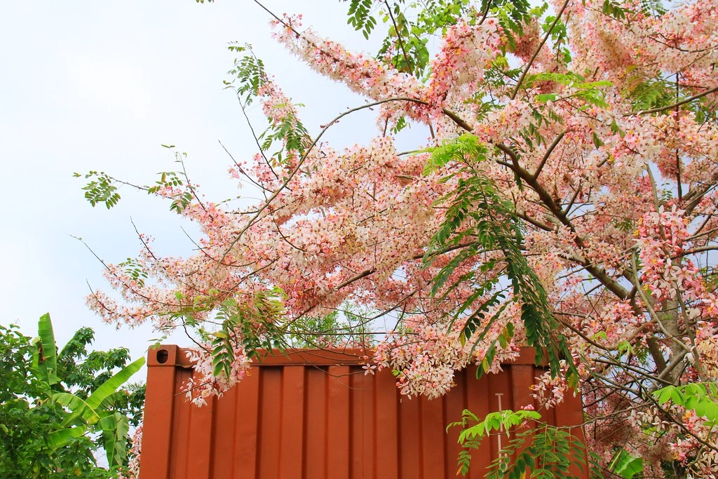 嘉義2天1夜輕旅行:穿著Hannfort鞋去旅行,春暖花開賞花踏青好時節 @飛天璇的口袋