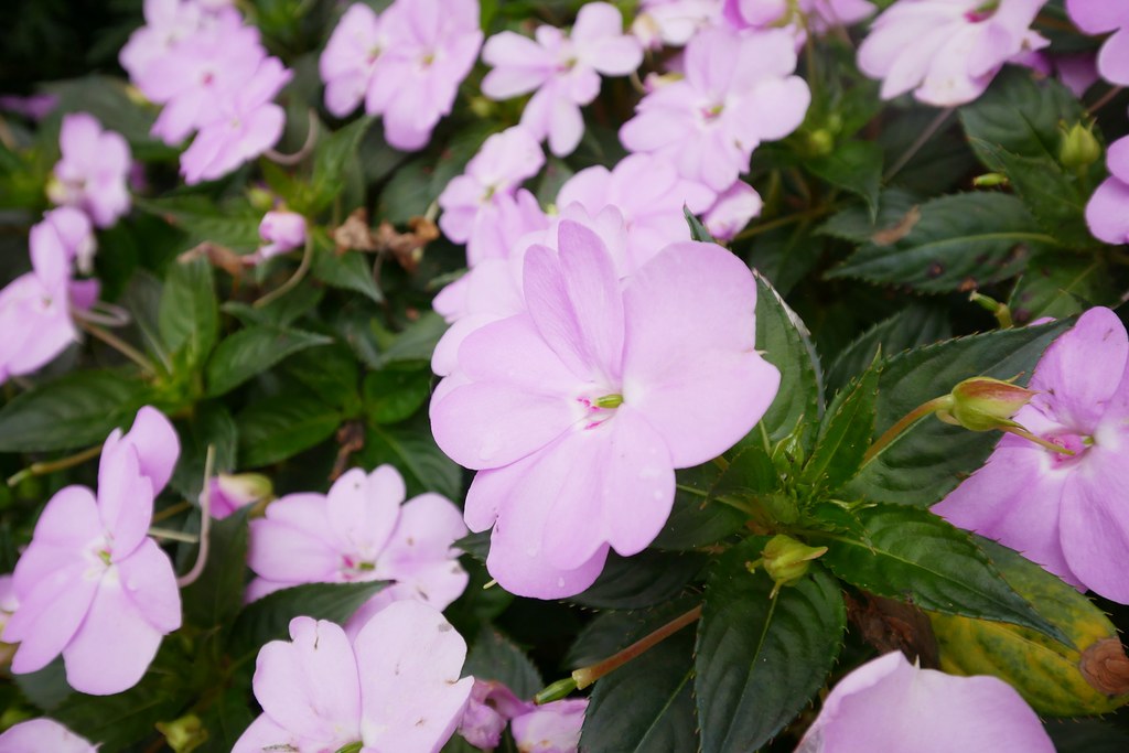 苗栗銅鑼|小樹的家咖啡民宿.漂亮唯美純白建築,每週只有營業兩天 @飛天璇的口袋