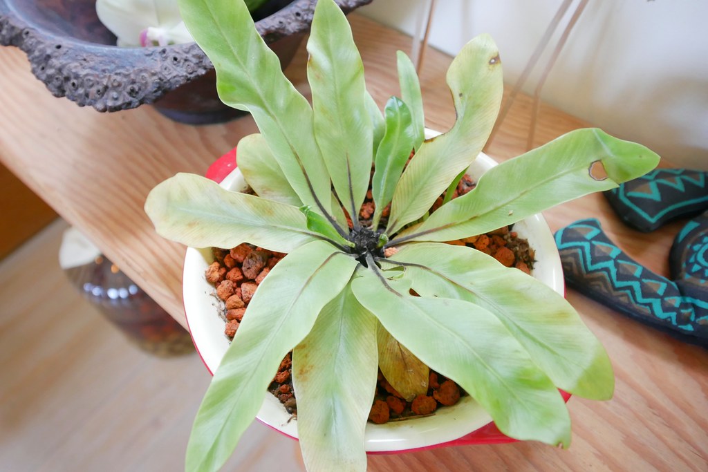 苗栗銅鑼|小樹的家咖啡民宿.漂亮唯美純白建築,每週只有營業兩天 @飛天璇的口袋