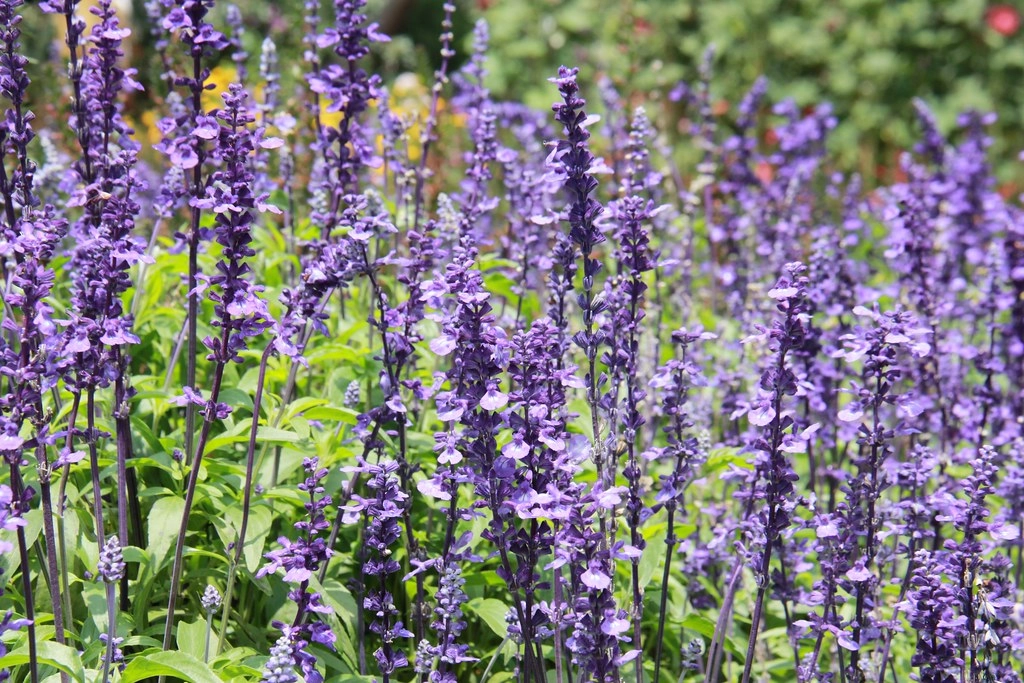 苗栗卓蘭|花露農場,浪漫繡球花盛開,卓蘭景觀下午茶餐廳,苗栗一日遊景點推薦 @飛天璇的口袋