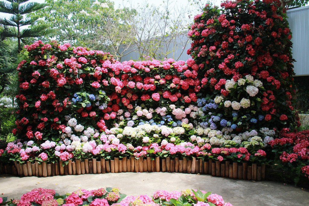 苗栗卓蘭|花露農場,浪漫繡球花盛開,卓蘭景觀下午茶餐廳,苗栗一日遊景點推薦 @飛天璇的口袋