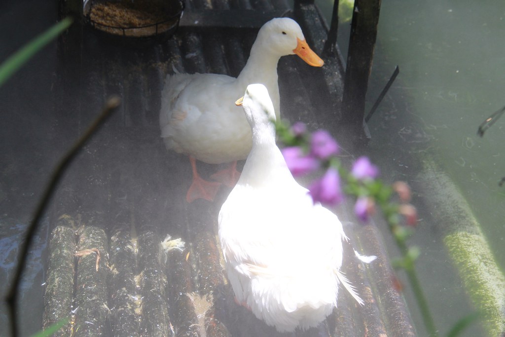 苗栗卓蘭|花露農場,浪漫繡球花盛開,卓蘭景觀下午茶餐廳,苗栗一日遊景點推薦 @飛天璇的口袋