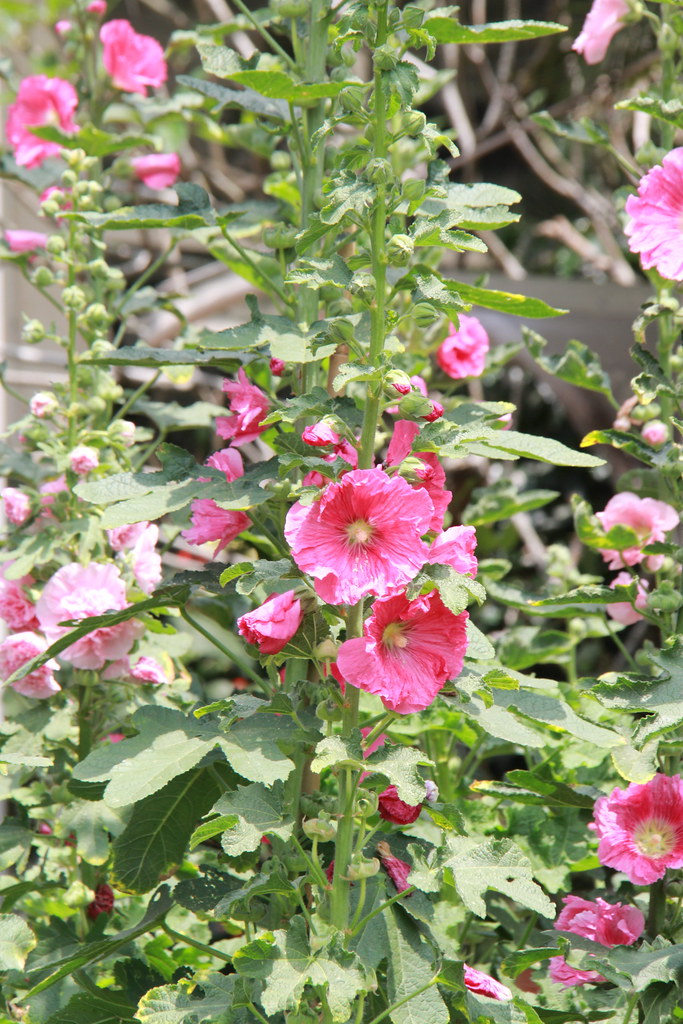 苗栗卓蘭|花露農場,浪漫繡球花盛開,卓蘭景觀下午茶餐廳,苗栗一日遊景點推薦 @飛天璇的口袋