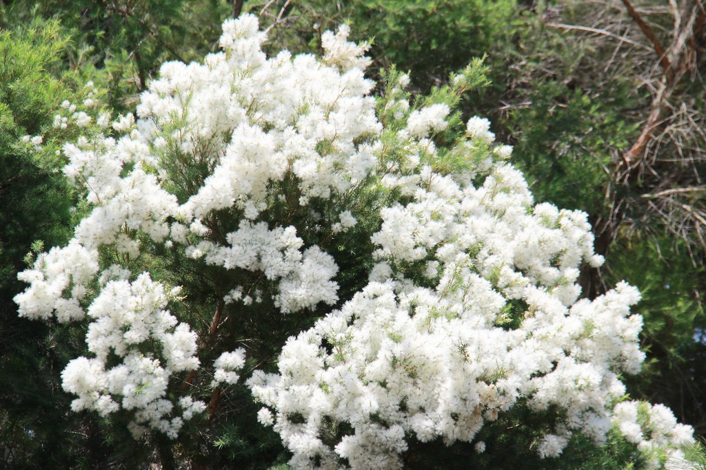 苗栗卓蘭|花露農場,浪漫繡球花盛開,卓蘭景觀下午茶餐廳,苗栗一日遊景點推薦 @飛天璇的口袋