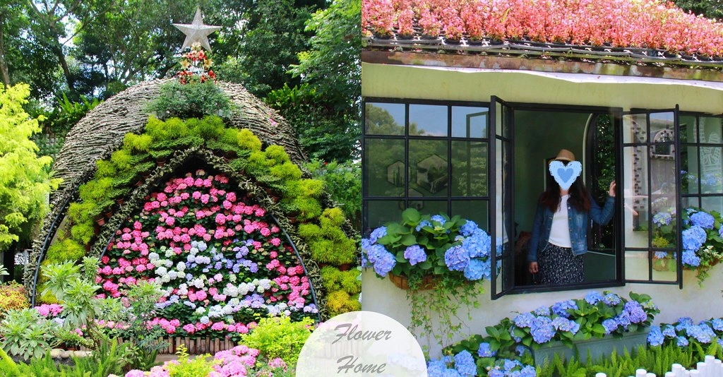苗栗卓蘭|花露農場,浪漫繡球花盛開,卓蘭景觀下午茶餐廳,苗栗一日遊景點推薦 @飛天璇的口袋