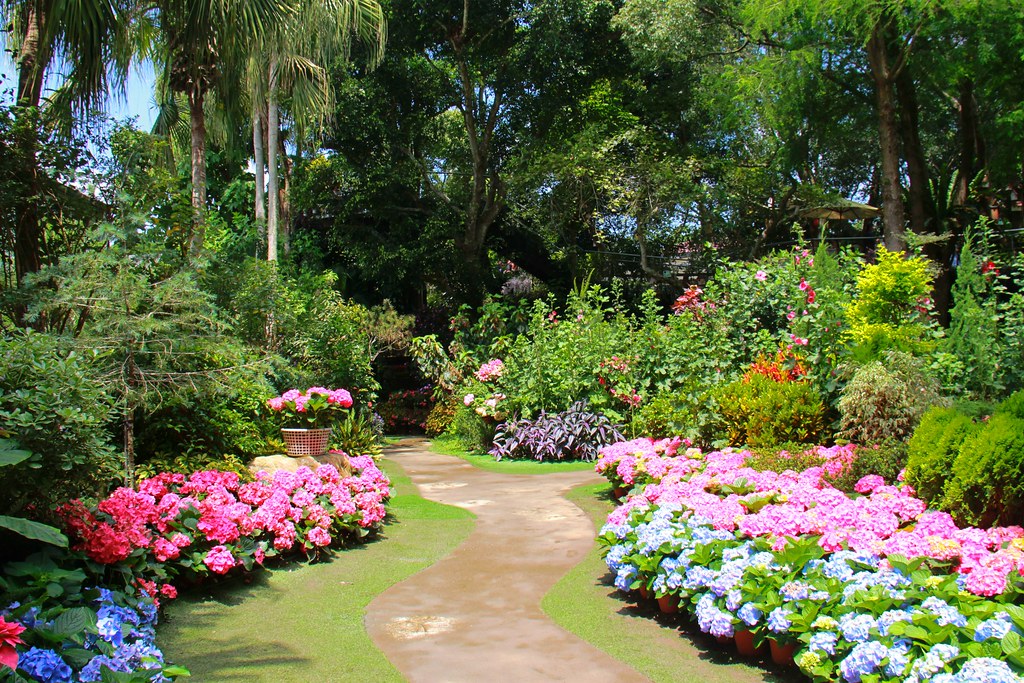 苗栗卓蘭|花露農場,浪漫繡球花盛開,卓蘭景觀下午茶餐廳,苗栗一日遊景點推薦 @飛天璇的口袋