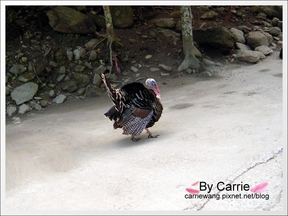 花蓮秀林|慕谷慕魚生態廊道|花蓮最值得推薦的世外桃源慕谷慕魚 @飛天璇的口袋 花蓮秀林|慕谷慕魚生態廊道|花蓮最值得推薦的世外桃源慕谷慕魚 @飛天璇的口袋