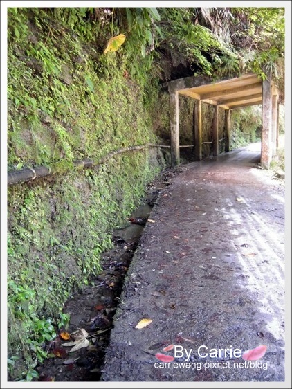 花蓮秀林|慕谷慕魚生態廊道|花蓮最值得推薦的世外桃源慕谷慕魚 @飛天璇的口袋 花蓮秀林|慕谷慕魚生態廊道|花蓮最值得推薦的世外桃源慕谷慕魚 @飛天璇的口袋