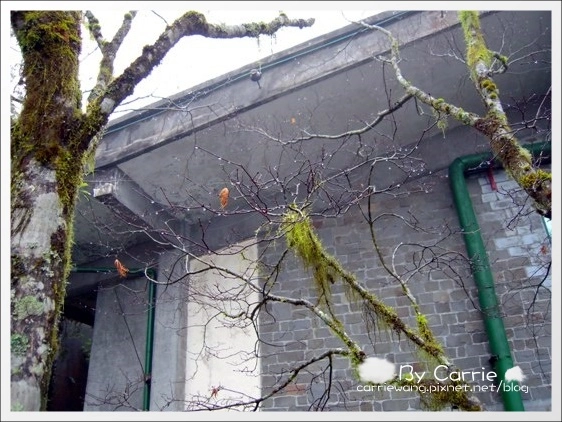 【宜蘭旅遊景點】太平山森林遊樂區+太平山蹦蹦車 @飛天璇的口袋 【宜蘭旅遊景點】太平山森林遊樂區+太平山蹦蹦車 @飛天璇的口袋