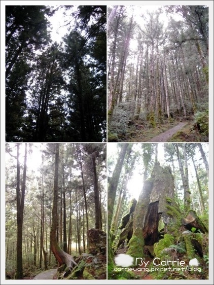 【宜蘭旅遊景點】太平山森林遊樂區+太平山蹦蹦車 @飛天璇的口袋 【宜蘭旅遊景點】太平山森林遊樂區+太平山蹦蹦車 @飛天璇的口袋