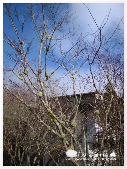 【宜蘭旅遊景點】太平山森林遊樂區+太平山蹦蹦車 @飛天璇的口袋 【宜蘭旅遊景點】太平山森林遊樂區+太平山蹦蹦車 @飛天璇的口袋