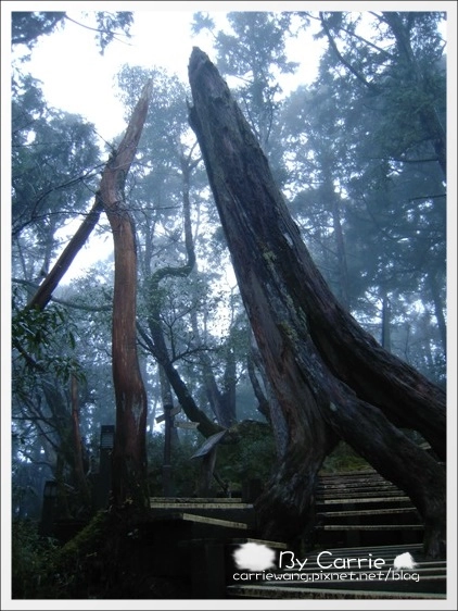 【宜蘭旅遊景點】太平山森林遊樂區+太平山蹦蹦車 @飛天璇的口袋 【宜蘭旅遊景點】太平山森林遊樂區+太平山蹦蹦車 @飛天璇的口袋