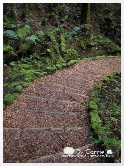 【宜蘭旅遊景點】太平山森林遊樂區+太平山蹦蹦車 @飛天璇的口袋 【宜蘭旅遊景點】太平山森林遊樂區+太平山蹦蹦車 @飛天璇的口袋