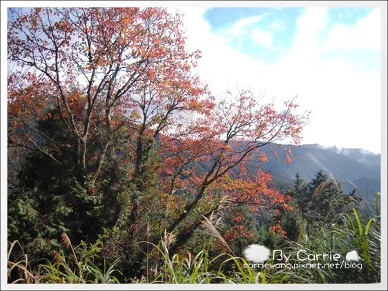 【宜蘭旅遊景點】太平山森林遊樂區+太平山蹦蹦車 @飛天璇的口袋 【宜蘭旅遊景點】太平山森林遊樂區+太平山蹦蹦車 @飛天璇的口袋