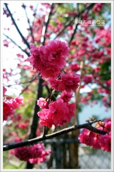 【台中旅遊景點】后理泰安派出所.2013櫻花季。分享最新花況~ @飛天璇的口袋 【台中旅遊景點】后理泰安派出所.2013櫻花季。分享最新花況~ @飛天璇的口袋