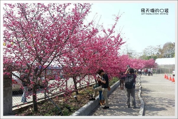 【台中旅遊景點】后理泰安派出所.2013櫻花季。分享最新花況~ @飛天璇的口袋 【台中旅遊景點】后理泰安派出所.2013櫻花季。分享最新花況~ @飛天璇的口袋
