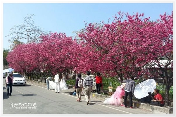 【台中旅遊景點】后理泰安派出所.2013櫻花季。分享最新花況~ @飛天璇的口袋 【台中旅遊景點】后理泰安派出所.2013櫻花季。分享最新花況~ @飛天璇的口袋