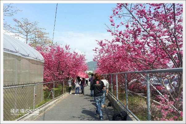 【台中旅遊景點】后理泰安派出所.2013櫻花季。分享最新花況~ @飛天璇的口袋 【台中旅遊景點】后理泰安派出所.2013櫻花季。分享最新花況~ @飛天璇的口袋