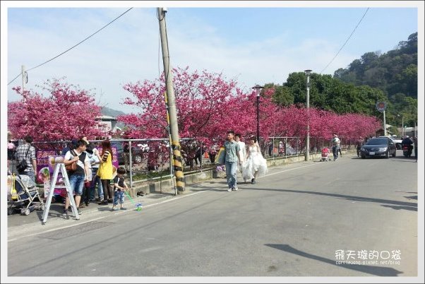 【台中旅遊景點】后理泰安派出所.2013櫻花季。分享最新花況~ @飛天璇的口袋 【台中旅遊景點】后理泰安派出所.2013櫻花季。分享最新花況~ @飛天璇的口袋