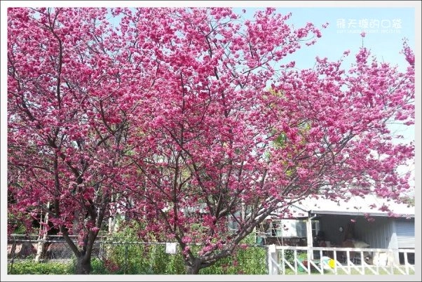 【台中旅遊景點】后理泰安派出所.2013櫻花季。分享最新花況~ @飛天璇的口袋 【台中旅遊景點】后理泰安派出所.2013櫻花季。分享最新花況~ @飛天璇的口袋