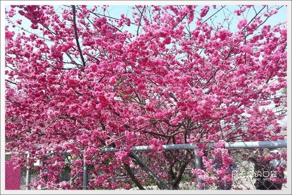 【台中旅遊景點】后理泰安派出所.2013櫻花季。分享最新花況~ @飛天璇的口袋 【台中旅遊景點】后理泰安派出所.2013櫻花季。分享最新花況~ @飛天璇的口袋