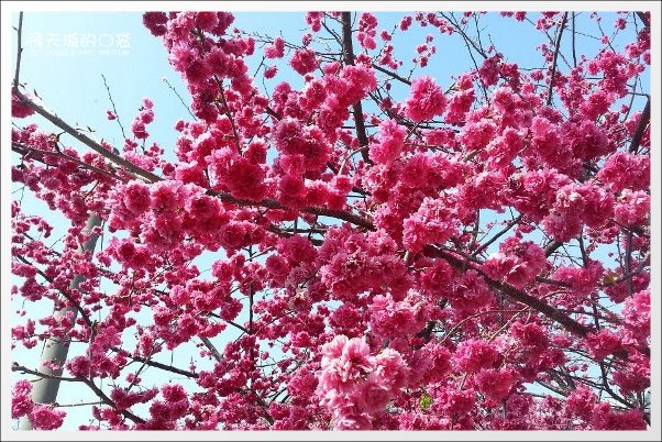 【台中旅遊景點】后理泰安派出所.2013櫻花季。分享最新花況~ @飛天璇的口袋 【台中旅遊景點】后理泰安派出所.2013櫻花季。分享最新花況~ @飛天璇的口袋