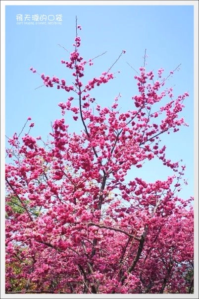 【台中旅遊景點】后理泰安派出所.2013櫻花季。分享最新花況~ @飛天璇的口袋 【台中旅遊景點】后理泰安派出所.2013櫻花季。分享最新花況~ @飛天璇的口袋