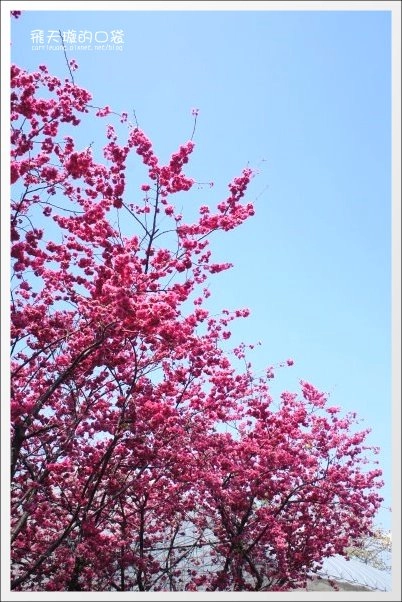 【台中旅遊景點】后理泰安派出所.2013櫻花季。分享最新花況~ @飛天璇的口袋 【台中旅遊景點】后理泰安派出所.2013櫻花季。分享最新花況~ @飛天璇的口袋