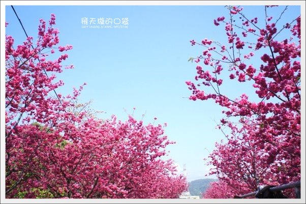 【台中旅遊景點】后理泰安派出所.2013櫻花季。分享最新花況~ @飛天璇的口袋 【台中旅遊景點】后理泰安派出所.2013櫻花季。分享最新花況~ @飛天璇的口袋