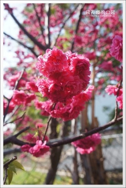 【台中旅遊景點】后理泰安派出所.2013櫻花季。分享最新花況~ @飛天璇的口袋 【台中旅遊景點】后理泰安派出所.2013櫻花季。分享最新花況~ @飛天璇的口袋