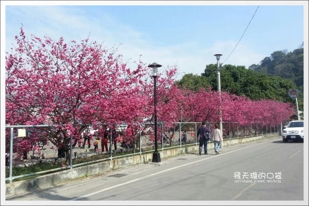 【台中旅遊景點】后理泰安派出所.2013櫻花季。分享最新花況~ @飛天璇的口袋 【台中旅遊景點】后理泰安派出所.2013櫻花季。分享最新花況~ @飛天璇的口袋