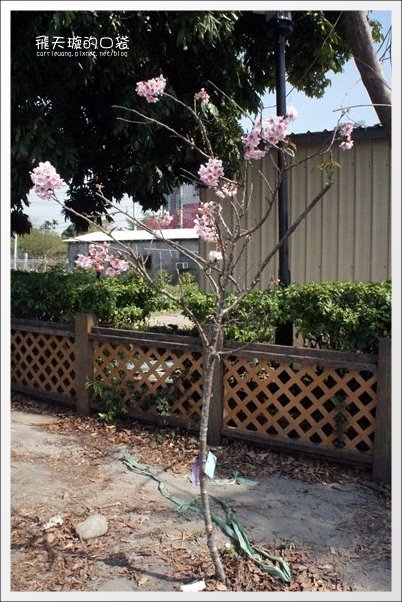 【台中旅遊景點】后理泰安派出所.2013櫻花季。分享最新花況~ @飛天璇的口袋 【台中旅遊景點】后理泰安派出所.2013櫻花季。分享最新花況~ @飛天璇的口袋