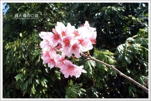 【台中旅遊景點】后理泰安派出所.2013櫻花季。分享最新花況~ @飛天璇的口袋 【台中旅遊景點】后理泰安派出所.2013櫻花季。分享最新花況~ @飛天璇的口袋